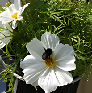 WhiteFlower