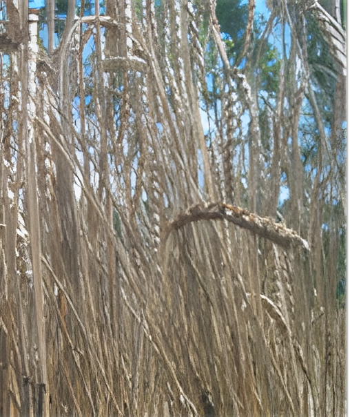 Spelt